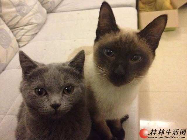 俄罗斯蓝猫,3个月大。