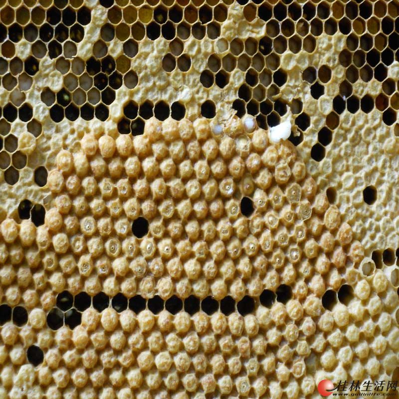 中蜂做巢蜜