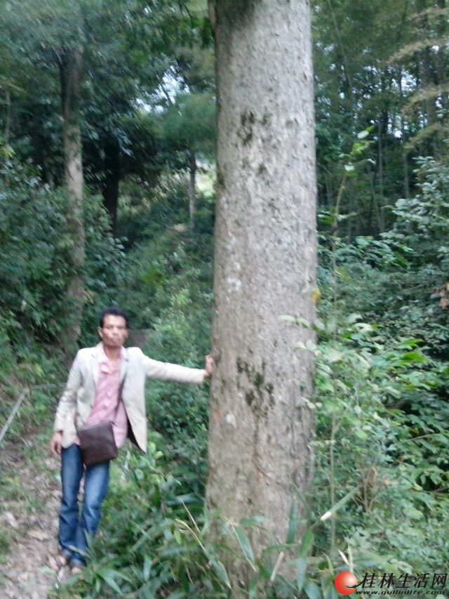 金丝楠木树苗出售