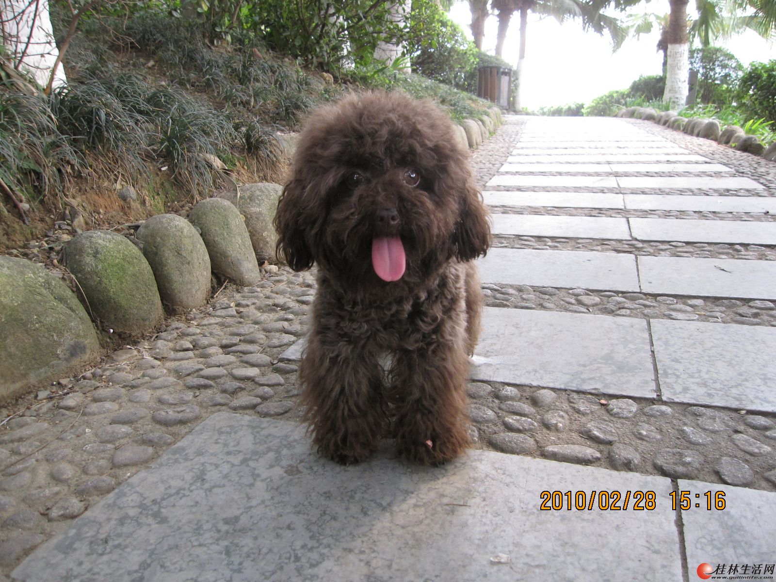 高品质小玩具巧克力贵宾DD借配 - 宠物配种及服务 - 桂林二手市场