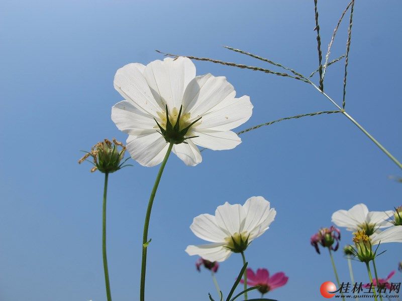 出手一台佳能微单G12