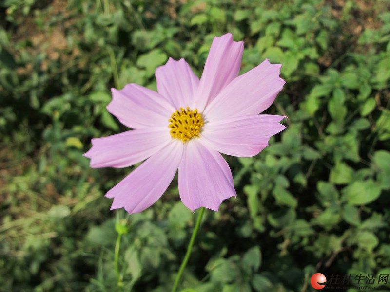 出手一台佳能微单G12