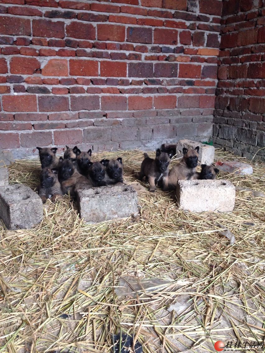 出售小马犬! 6DD - 桂林宠物交易信息 - 桂林二手市场