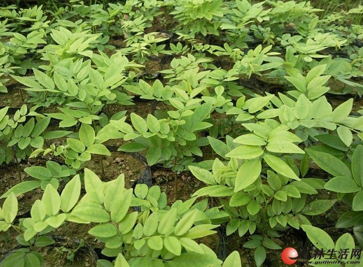 珍稀树种降香黄檀海南黄花梨
