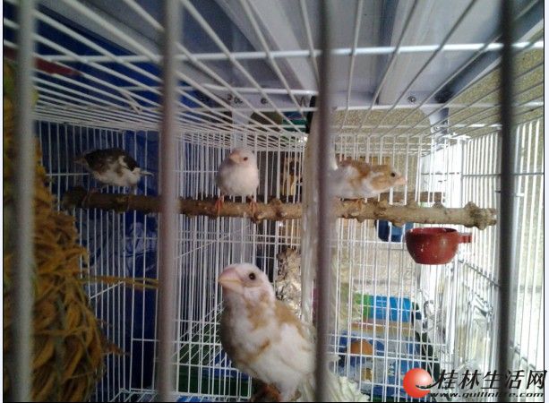 出售自家<em>繁殖十姐妹</em>欢迎预定 - 桂林宠物交易信