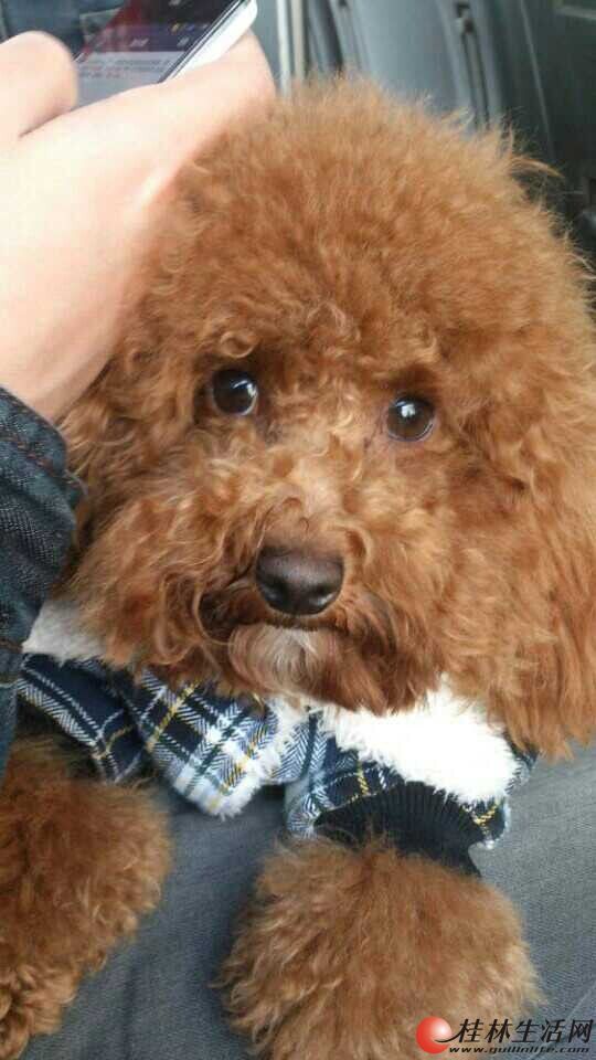 将你拉扯大,到了发情的季节,只好给你找老婆了