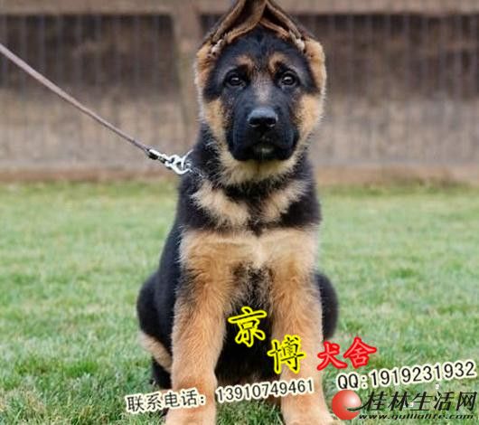 纯种德牧 锤系德牧幼犬 3个月纯种黑背幼犬 五一特价待售