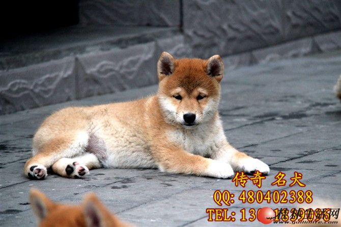 传奇名犬出售纯种日本柴犬 秋田幼犬 保纯种保健康 专业繁殖 宠物