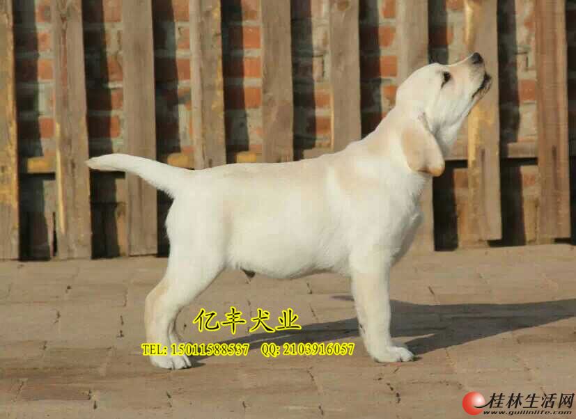 北京亿丰犬业纯种拉布拉多 纯种拉布拉多幼犬 北京拉布拉多价格