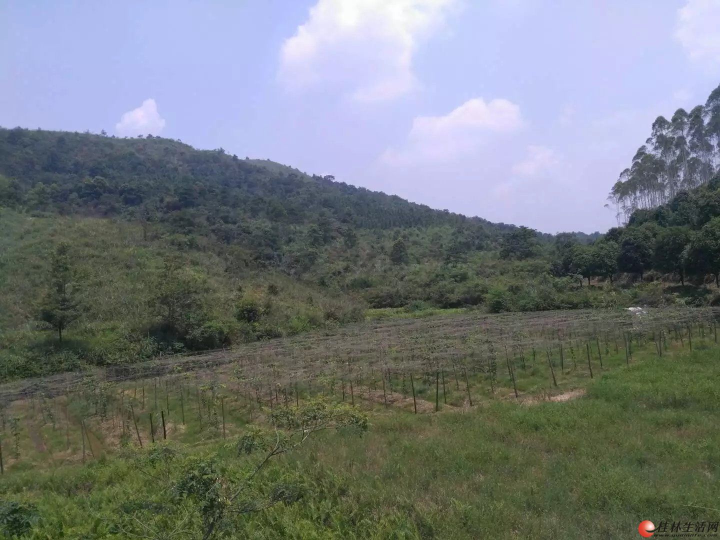 一块连片集体山场出租 - 桂林厂房、仓库、土地