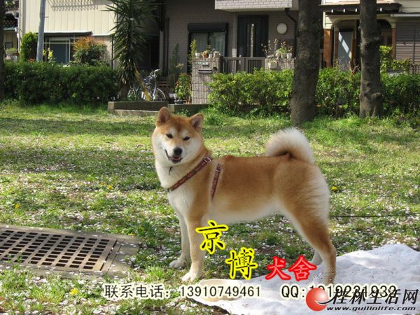 纯种日本柴犬 赛级柴犬 赤红色柴犬 北京京博犬舍低价出售中