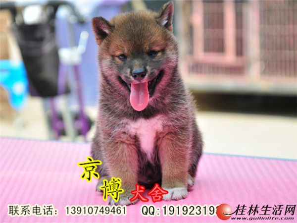 纯种日本柴犬 赛级柴犬 赤红色柴犬 北京京博犬舍低价出售中 宠物