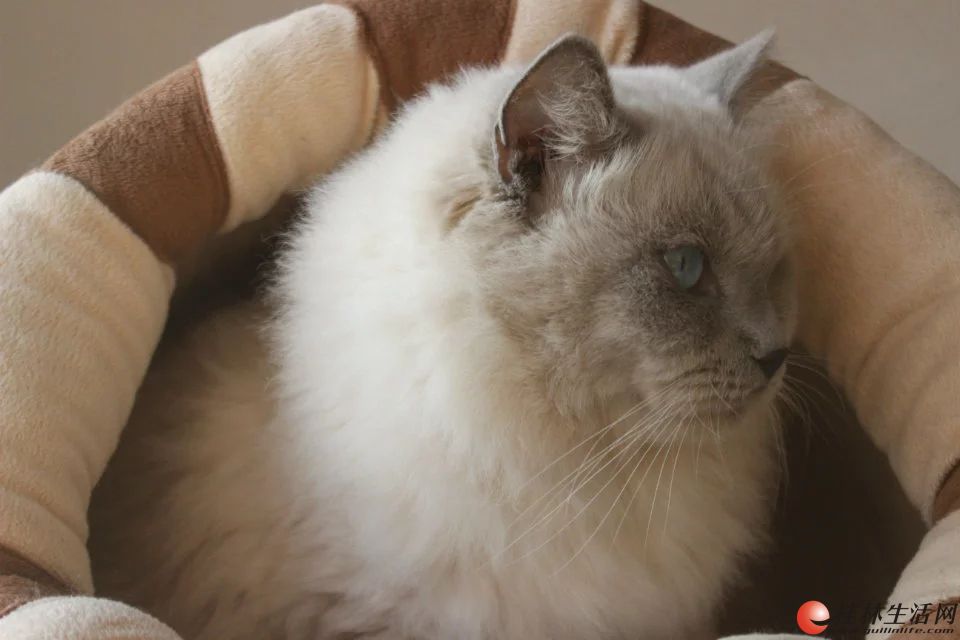 自家繁殖的蓝重点色布偶猫借配