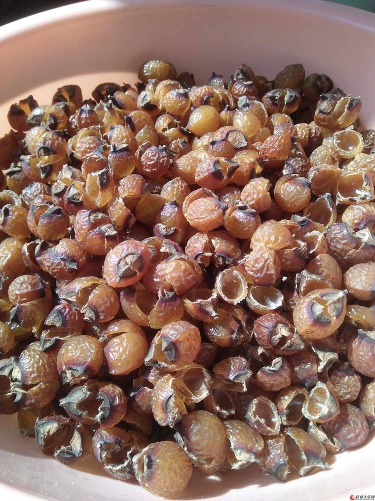 2016年新的无患子果核 - 林木