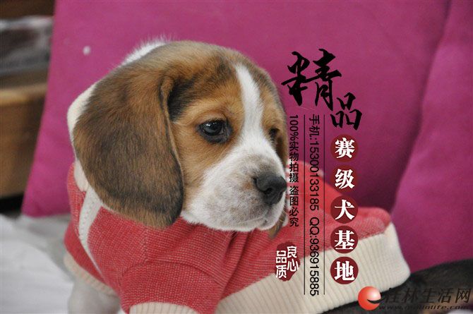 纯种比格犬价格 比格犬多少钱一只 - 宠物交易 - 桂林分类信息 桂林