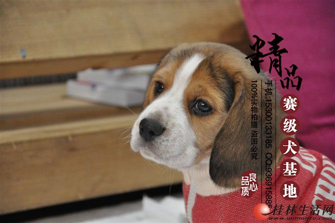 哪里有卖纯种比格犬 纯种比格幼犬多少钱一只