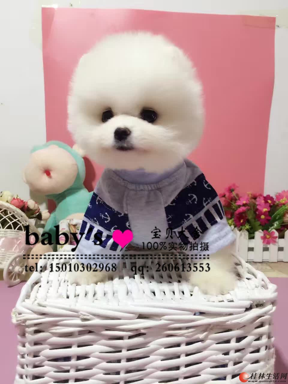 纯种的博美幼犬多少钱一条