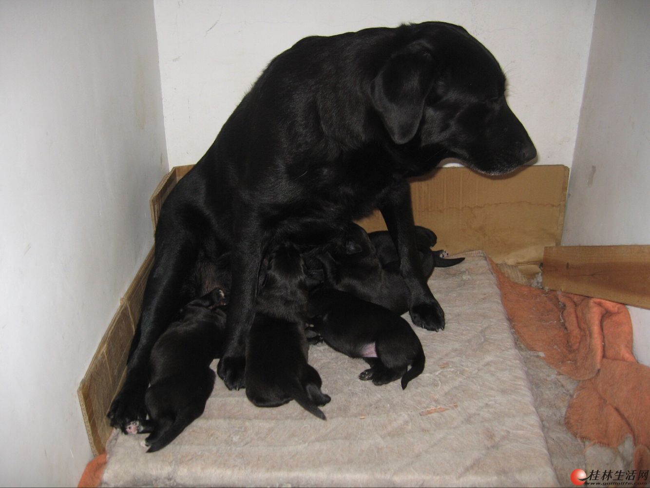 纯种黑色拉布拉多幼犬出售 拉布拉多犬宠物狗导盲犬 神犬小七 可送货