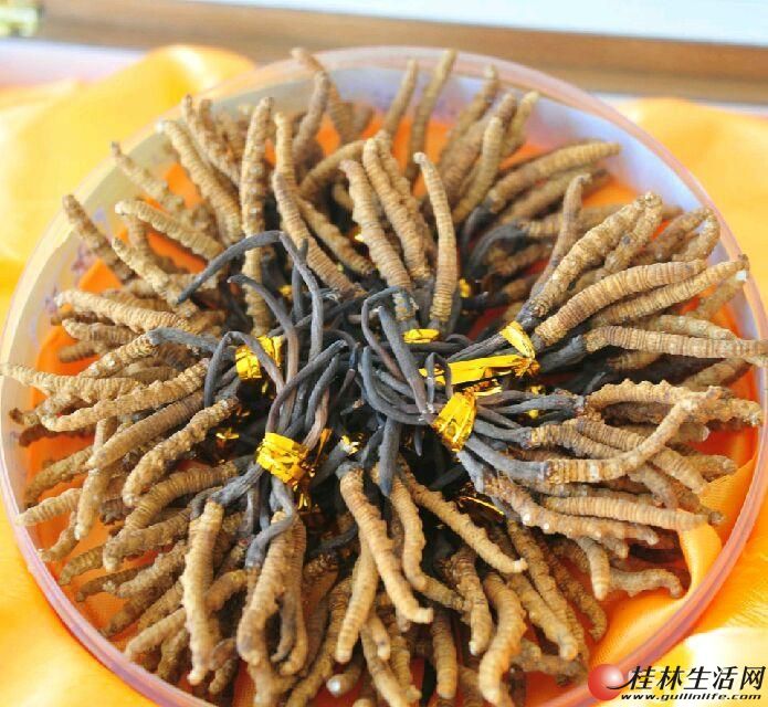 桂林收购冬虫夏草电话13768438513桂林冬虫