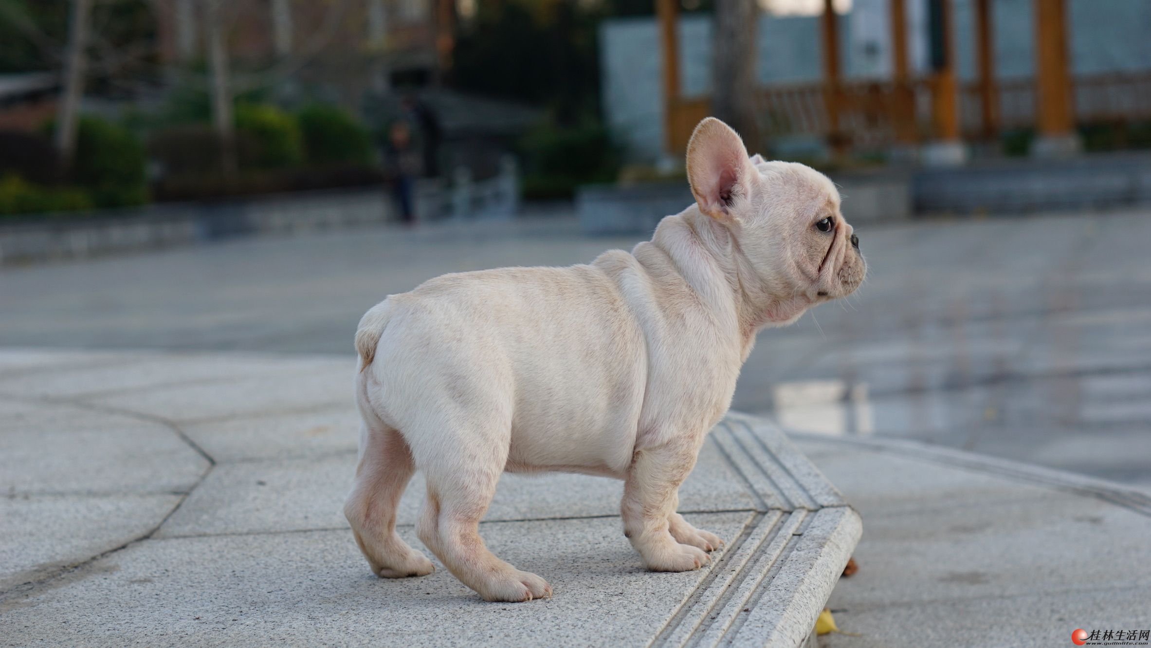 法国斗牛犬奶油虎斑自家繁殖