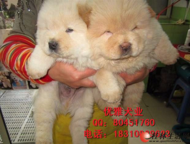 北京哪卖纯种松狮犬 黑色松狮 赛级松狮 美系小体松狮 保健康