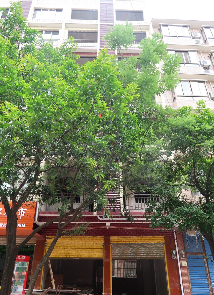 临桂会元路临桂中学正门口自建新房 单间配套