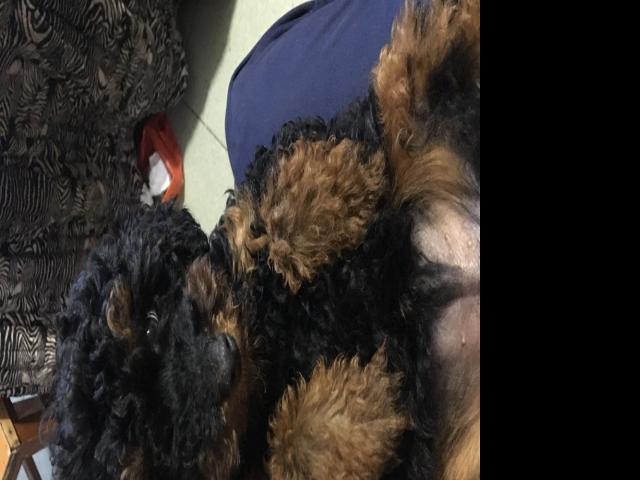 低价出一只铁包金贵宾犬