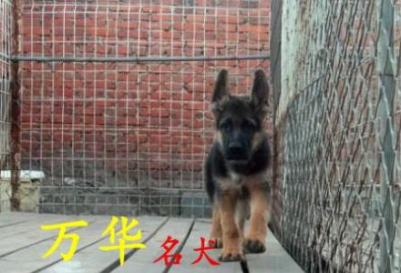 纯种德牧出售 北京德牧犬价位 德牧照片