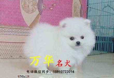 北京哪里出售纯种博美幼犬  博美价格   博美掉毛吗