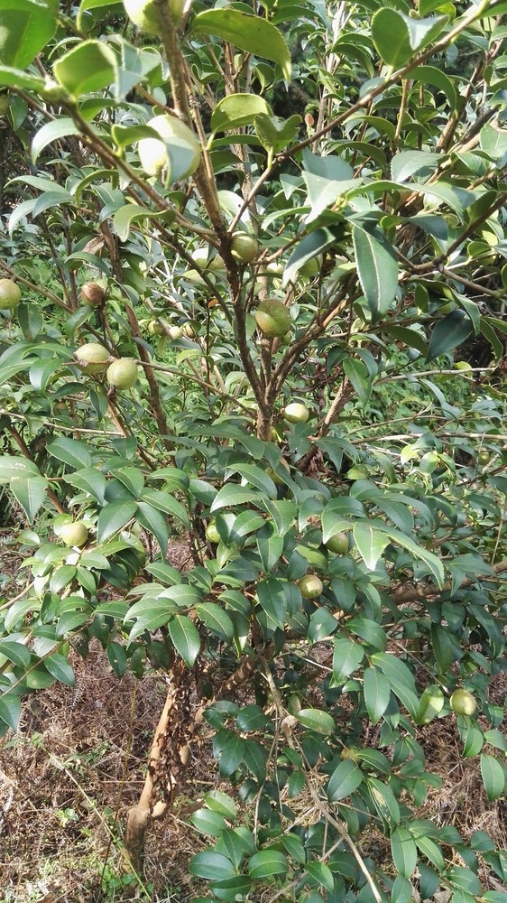 种植7年榨油挂果油茶树出售