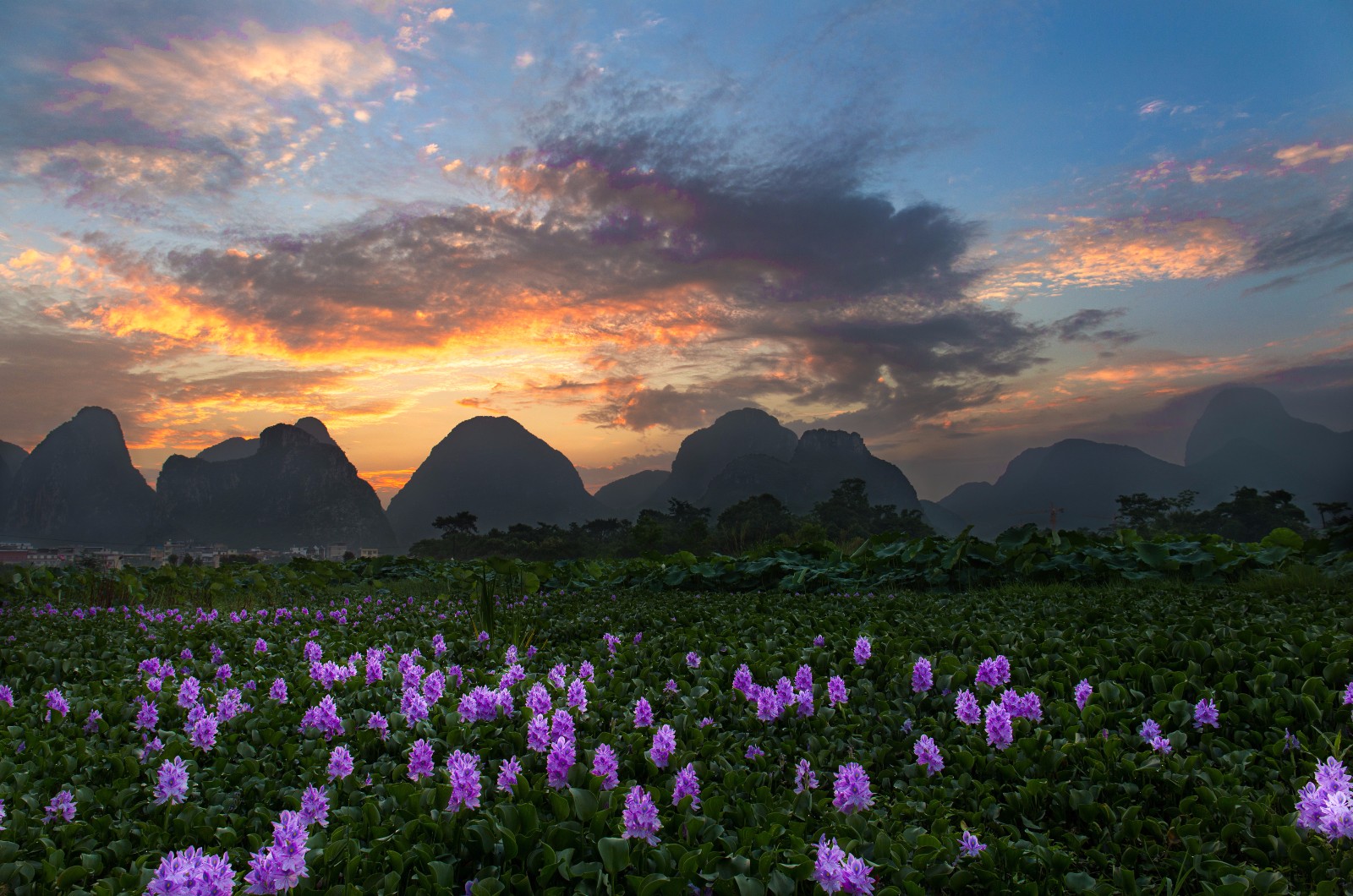 花开正好