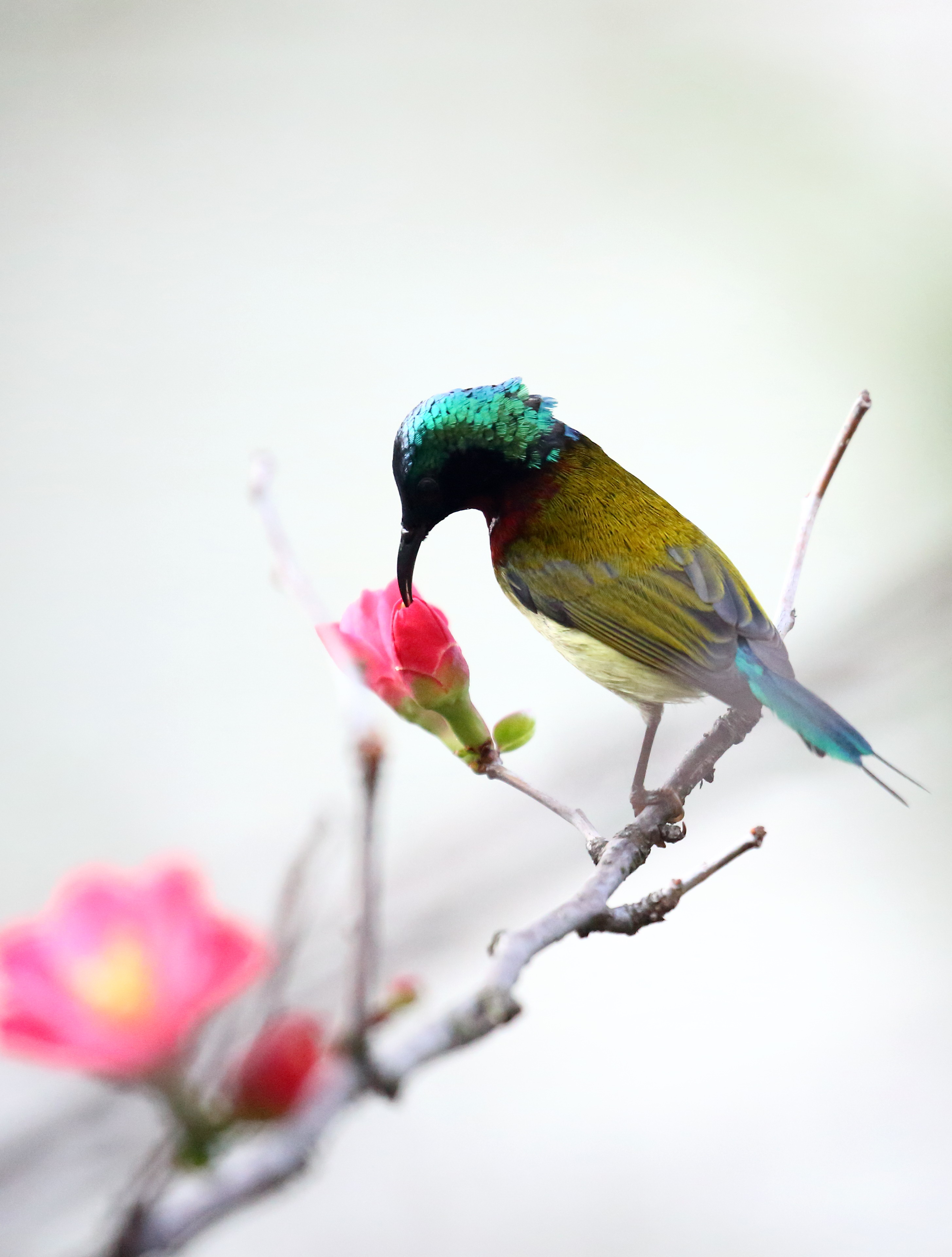 鸟恋花