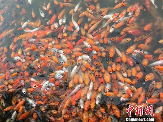 南宁市青秀山风景区内喂鱼点鱼儿成群。 陈秋霞 摄