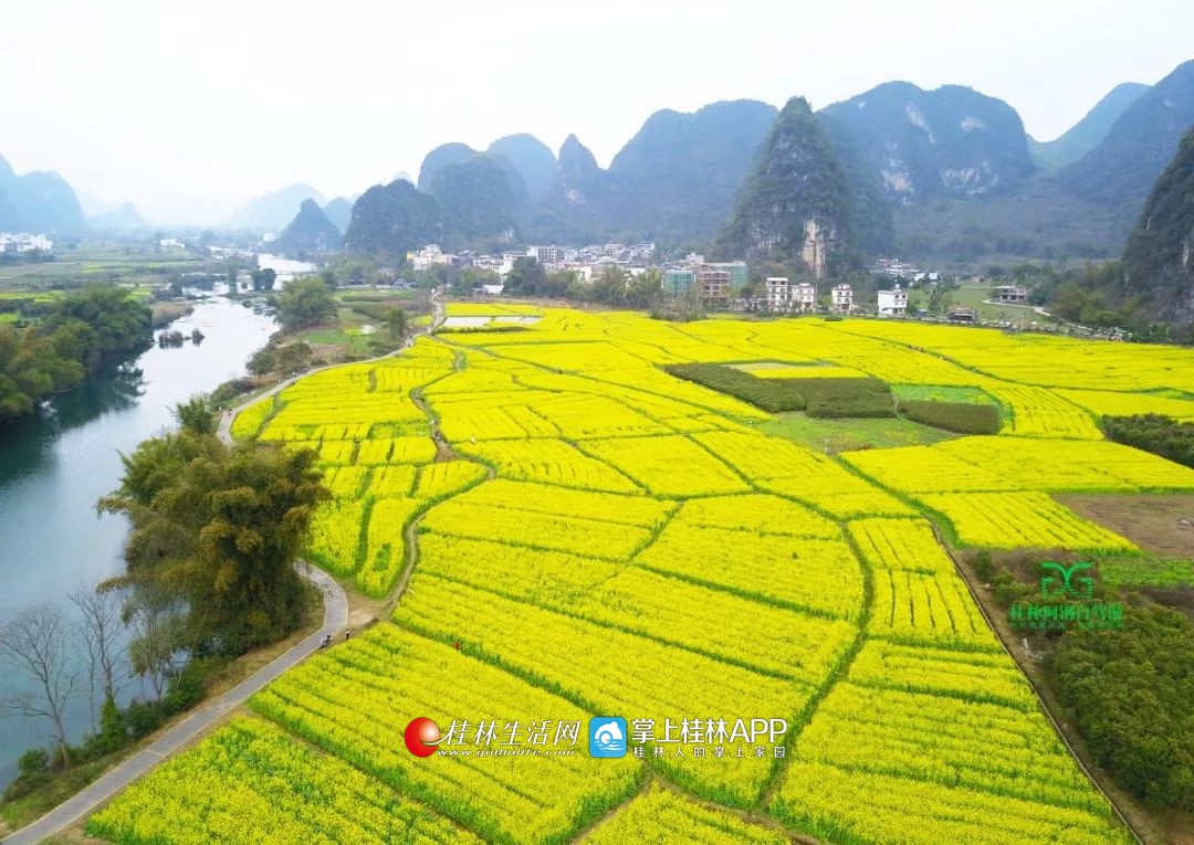 航拍阳朔遇龙河油菜花,500米高空俯瞰已经不能只用最大来形容了!