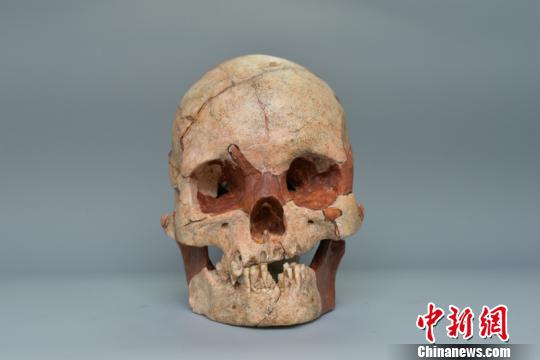 图为人类头骨化石 钟欣 摄