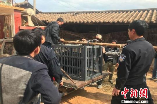 图为黑熊被没收。 钟欣 摄