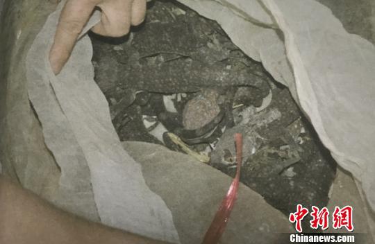 图为大壁虎。 苏景怡 摄