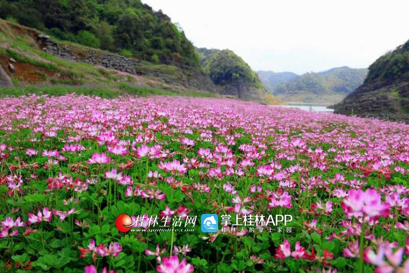 紫云英花海