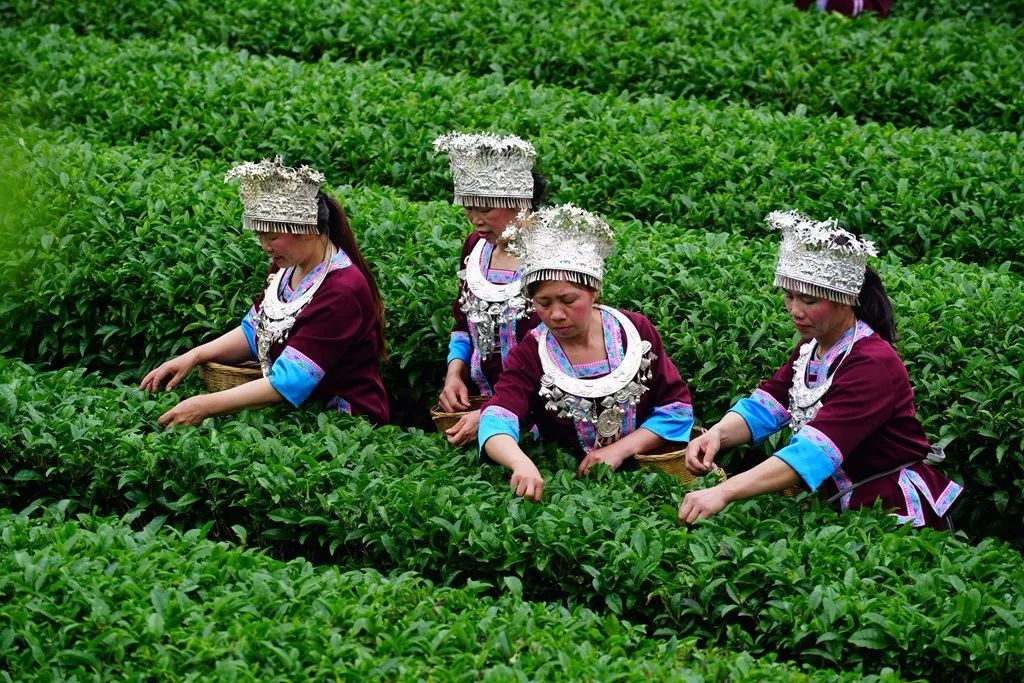 4月13日,广西龙胜各族自治县平等镇昌背村举办春茶节,人们开展采春茶