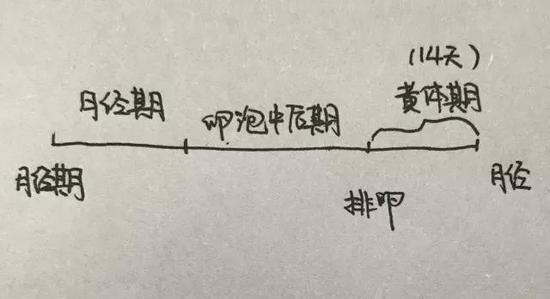 卵巢各周期示意图