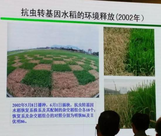 ▲图为16年前我国就已经研制出的抗虫转基因水稻与非转基因水稻的种植对比图,枯萎的都是非转基因的水稻,而转基因水稻则很好地抵御了虫害。然而,我国全球领先的转基因水稻技术,却至今不被允许商业化种植……