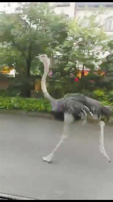 宾阳一鸵鸟马路上狂奔 主人开汽车"追逃"
