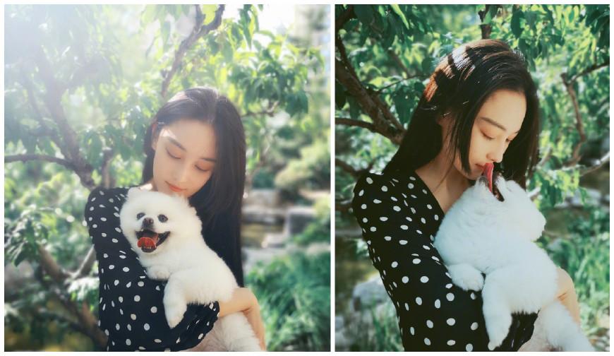 张馨予才结婚几天,就被爆怀孕,送走爱犬疑似安