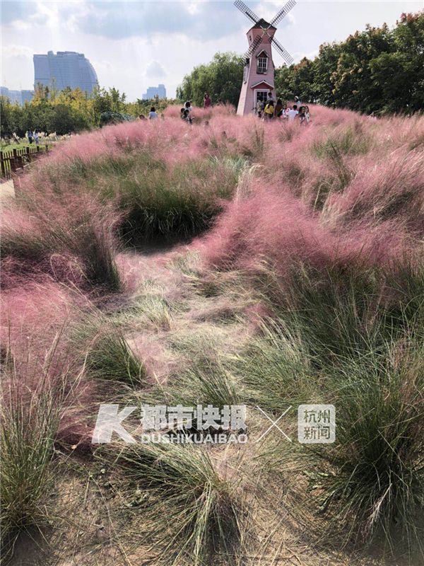 杭州网红花海被毁坏:辛辛苦苦种3年 毁坏只需3天