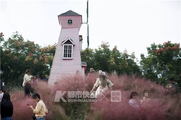 杭州网红花海被毁坏:辛辛苦苦种3年 毁坏只需3天