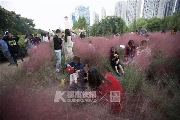 杭州网红花海被毁坏:辛辛苦苦种3年 毁坏只需3天