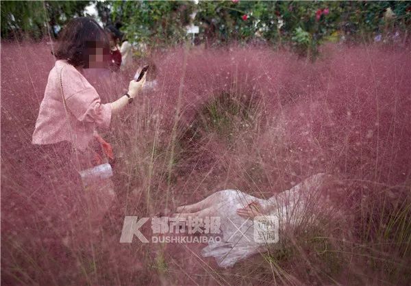 杭州网红花海被毁坏:辛辛苦苦种3年 毁坏只需3天