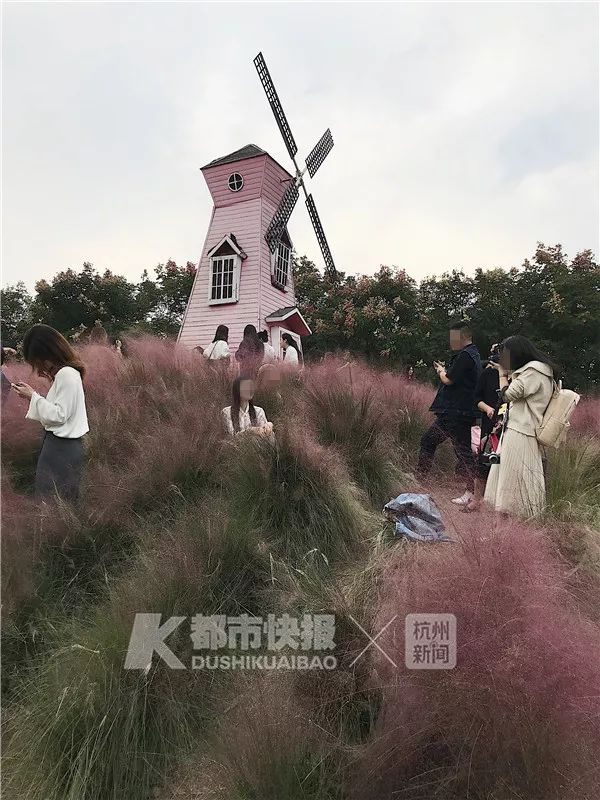杭州网红花海被毁坏:辛辛苦苦种3年 毁坏只需3天