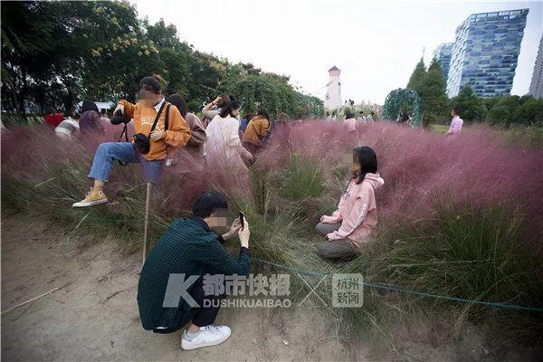 杭州网红花海被毁坏:辛辛苦苦种3年 毁坏只需3天