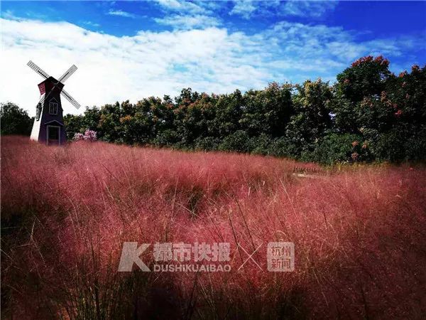 杭州网红花海被毁坏:辛辛苦苦种3年 毁坏只需3天